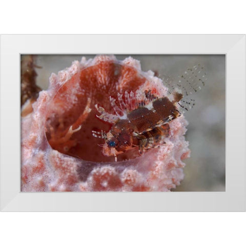 Indonesia Zebra fish atop a tube sponge White Modern Wood Framed Art Print by Shimlock, Jones