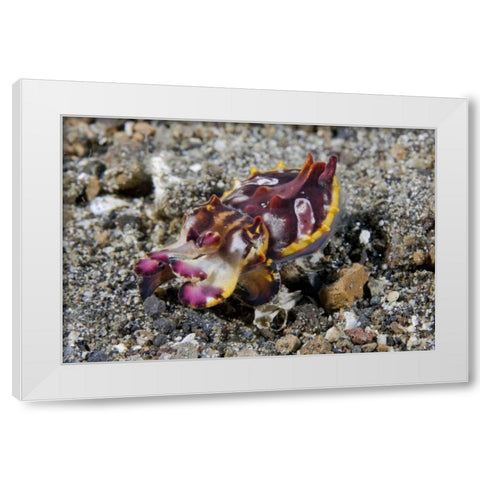 Indonesia, A Pfeffers flamboyant cuttlefish White Modern Wood Framed Art Print by Shimlock, Jones