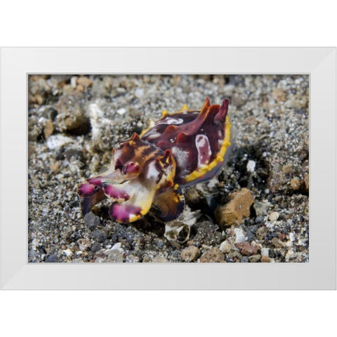 Indonesia, A Pfeffers flamboyant cuttlefish White Modern Wood Framed Art Print by Shimlock, Jones