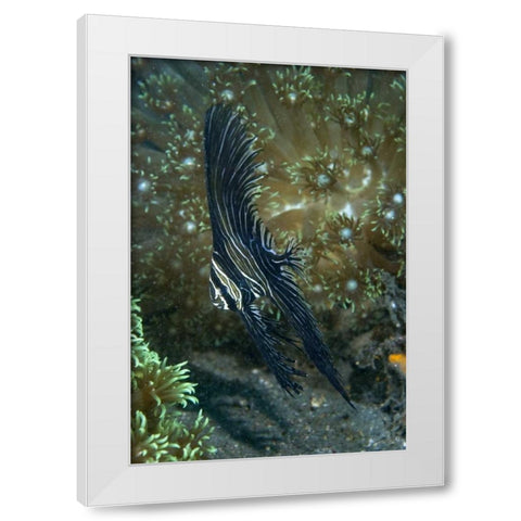 Indonesia Sulawesi Isl, Zebra batfish amid coral White Modern Wood Framed Art Print by Shimlock, Jones