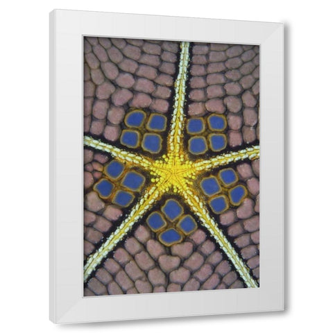 Indonesia, Sulawesi Isl Pentagon sea star White Modern Wood Framed Art Print by Shimlock, Jones