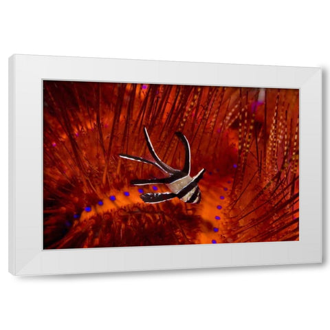 Indonesia, Sulawesi A banggai cardinalfish White Modern Wood Framed Art Print by Shimlock, Jones