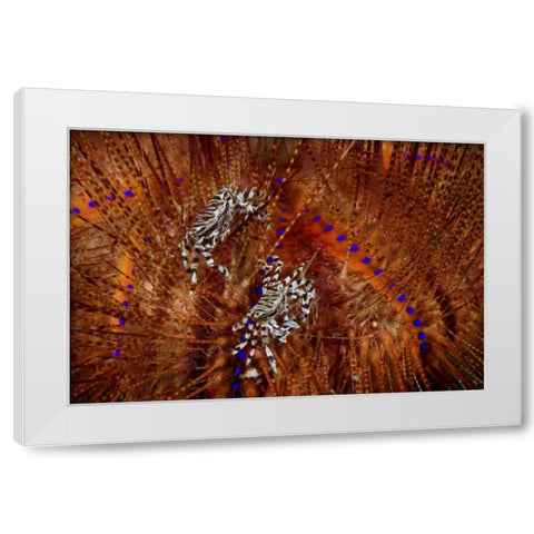 Indonesia Zebra crabs on sea urchins White Modern Wood Framed Art Print by Shimlock, Jones