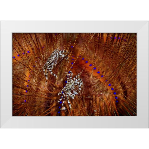 Indonesia Zebra crabs on sea urchins White Modern Wood Framed Art Print by Shimlock, Jones