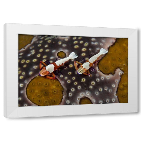 Indonesia Imperial shrimps on a sea cucumber White Modern Wood Framed Art Print by Shimlock, Jones