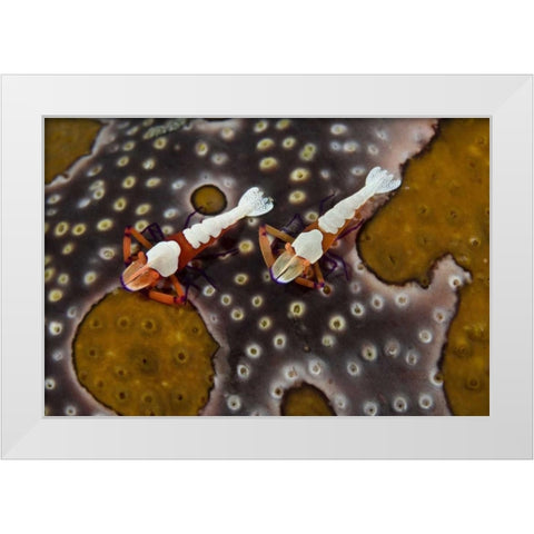 Indonesia Imperial shrimps on a sea cucumber White Modern Wood Framed Art Print by Shimlock, Jones