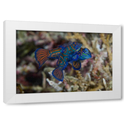 Indonesia, Sulawesi Island Mandarinfish mating White Modern Wood Framed Art Print by Shimlock, Jones