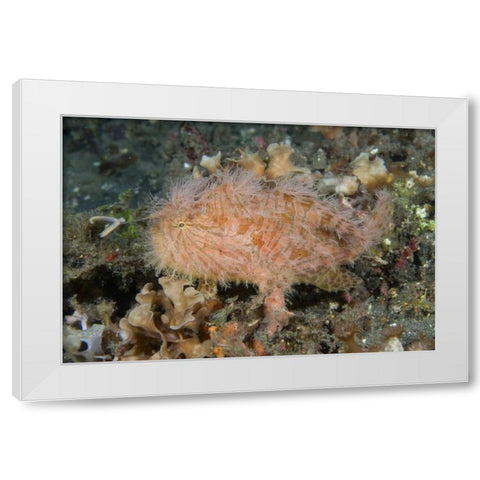 Indonesia, Lembeh Straits An anglerfish profile White Modern Wood Framed Art Print by Shimlock, Jones