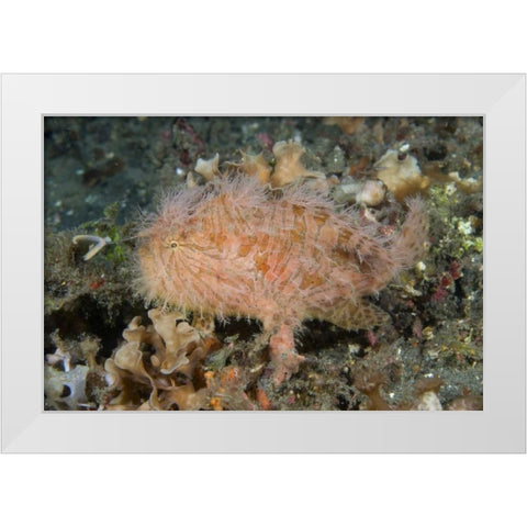 Indonesia, Lembeh Straits An anglerfish profile White Modern Wood Framed Art Print by Shimlock, Jones
