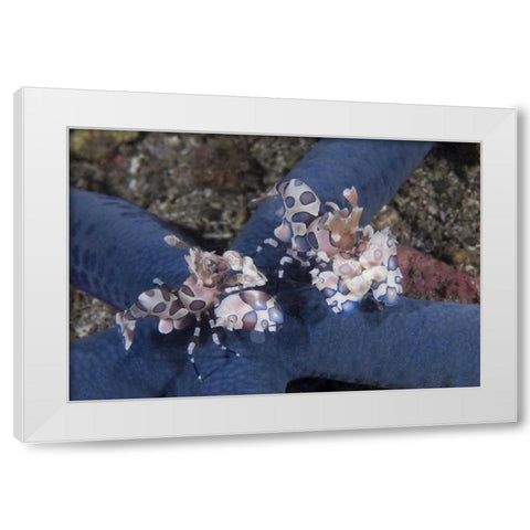 Indonesia, Lembeh Straits Harlequin shrimp White Modern Wood Framed Art Print by Shimlock, Jones