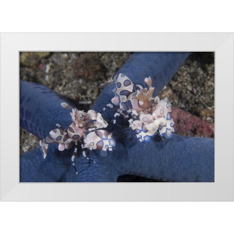 Indonesia, Lembeh Straits Harlequin shrimp White Modern Wood Framed Art Print by Shimlock, Jones