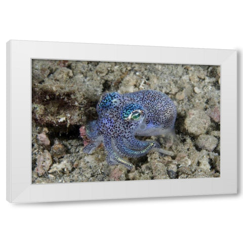 Indonesia Bobtail squid burrows into sea floor White Modern Wood Framed Art Print by Shimlock, Jones