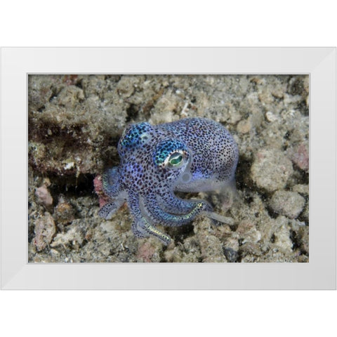 Indonesia Bobtail squid burrows into sea floor White Modern Wood Framed Art Print by Shimlock, Jones