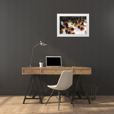 Indonesia, Green juvenile surgeonfish hides White Modern Wood Framed Art Print by Shimlock, Jones