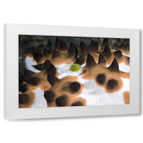 Indonesia, Green juvenile surgeonfish hides White Modern Wood Framed Art Print by Shimlock, Jones