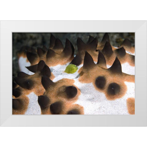 Indonesia, Green juvenile surgeonfish hides White Modern Wood Framed Art Print by Shimlock, Jones