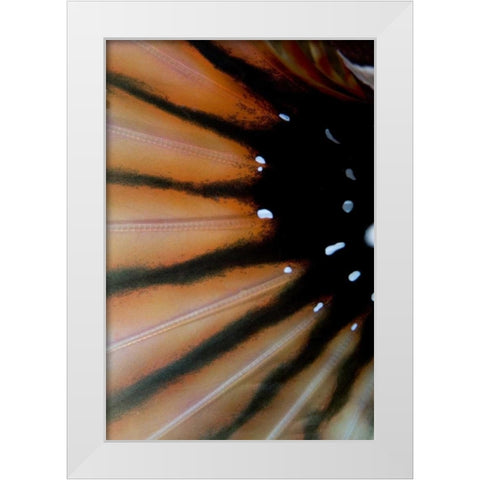 Indonesia, Sulawesi Isl, Lembeh Straits Lionfish White Modern Wood Framed Art Print by Shimlock, Jones