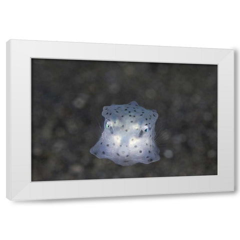 Indonesia, Sulawesi Island, Juvenile boxfish White Modern Wood Framed Art Print by Shimlock, Jones