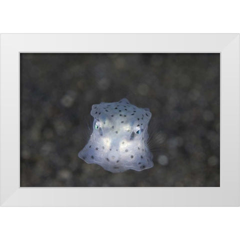 Indonesia, Sulawesi Island, Juvenile boxfish White Modern Wood Framed Art Print by Shimlock, Jones