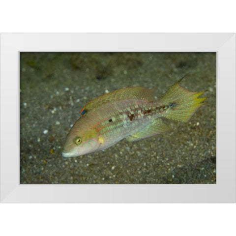 Indonesia, Sulawesi Island Parrotfish swimming White Modern Wood Framed Art Print by Shimlock, Jones