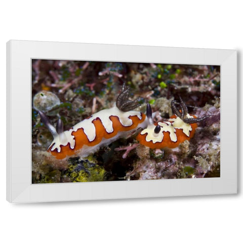 Indonesia, Lembeh Straits Two nudibranch feeding White Modern Wood Framed Art Print by Shimlock, Jones