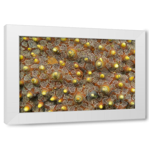 Indonesia, Lembeh Straits Tiny brittle stars White Modern Wood Framed Art Print by Shimlock, Jones