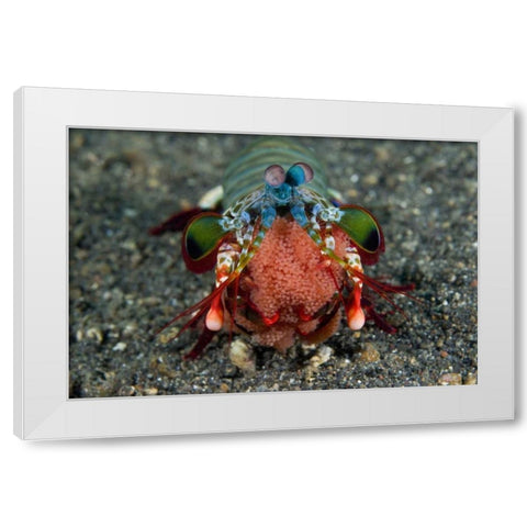 Indonesia Female Mantis shrimp with eggs White Modern Wood Framed Art Print by Shimlock, Jones