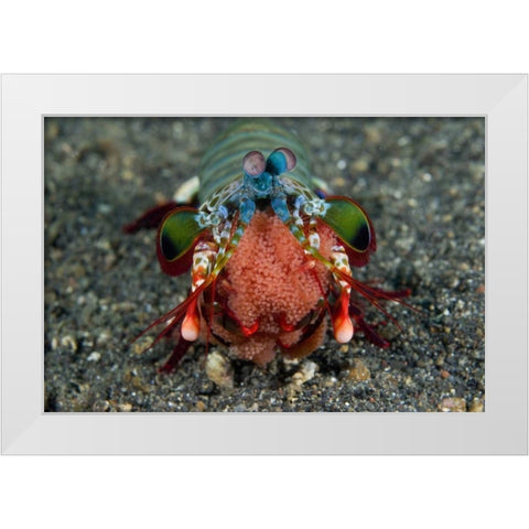 Indonesia Female Mantis shrimp with eggs White Modern Wood Framed Art Print by Shimlock, Jones