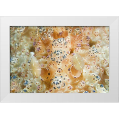 Indonesia, Sulawesi Isl Two nudibranch on coral White Modern Wood Framed Art Print by Shimlock, Jones