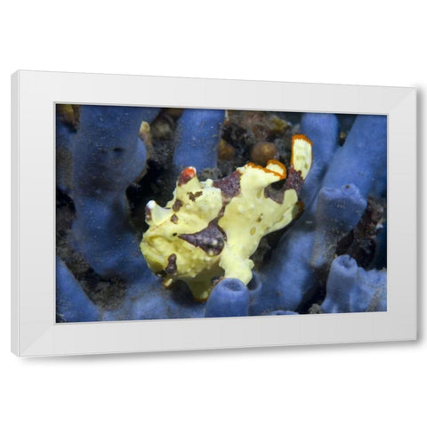 Indonesia, Lembeh Straits Anglerfish awaits prey White Modern Wood Framed Art Print by Shimlock, Jones