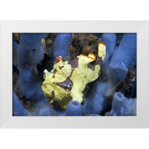 Indonesia, Lembeh Straits Anglerfish awaits prey White Modern Wood Framed Art Print by Shimlock, Jones