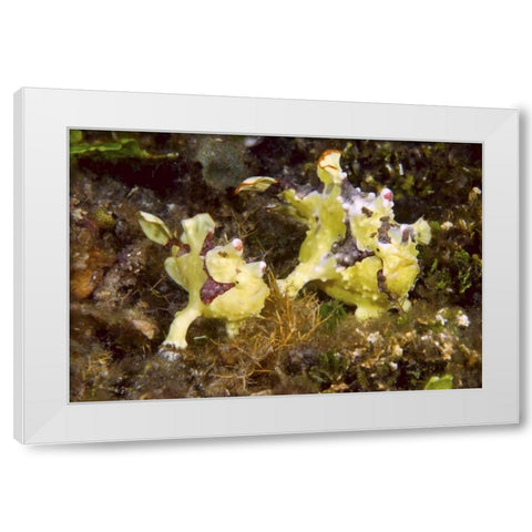 Indonesia, Lembeh Straits Anglerfish await prey White Modern Wood Framed Art Print by Shimlock, Jones