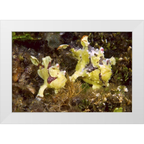 Indonesia, Lembeh Straits Anglerfish await prey White Modern Wood Framed Art Print by Shimlock, Jones