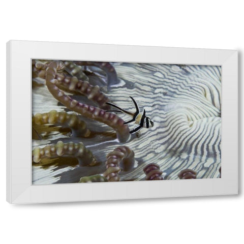 Indonesia, A banggi cardinalfish by sea anemone White Modern Wood Framed Art Print by Shimlock, Jones