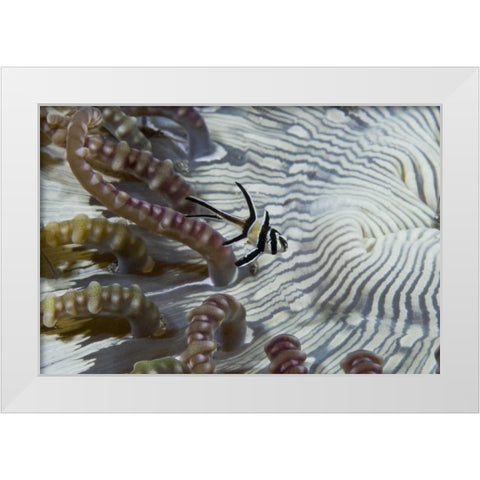 Indonesia, A banggi cardinalfish by sea anemone White Modern Wood Framed Art Print by Shimlock, Jones
