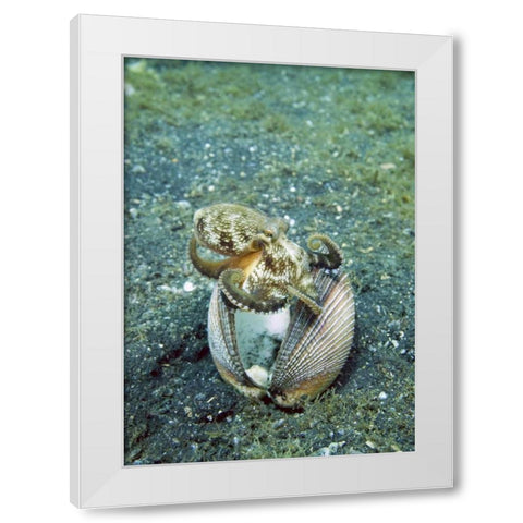 Indonesia, Lembeh Straits Octopus with a shell White Modern Wood Framed Art Print by Shimlock, Jones