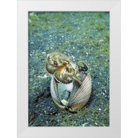 Indonesia, Lembeh Straits Octopus with a shell White Modern Wood Framed Art Print by Shimlock, Jones