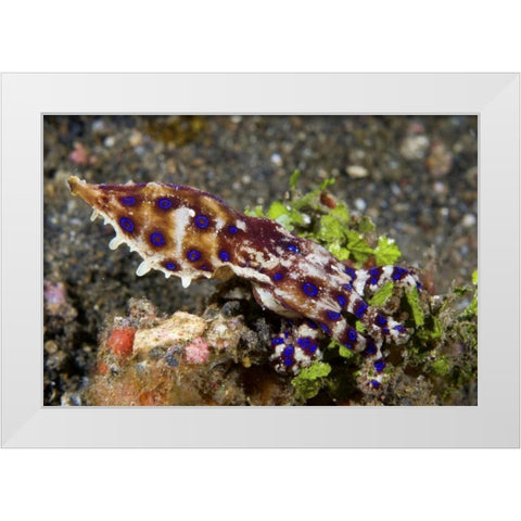 Indonesia, Lembeh Straits Blue- ring octopus White Modern Wood Framed Art Print by Shimlock, Jones