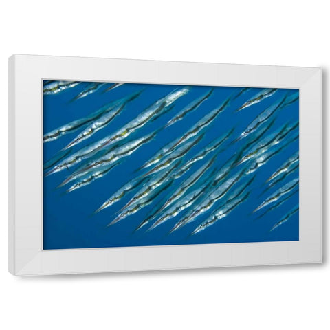 Indonesia, Sulawesi Isl, Manado Pipefish White Modern Wood Framed Art Print by Shimlock, Jones