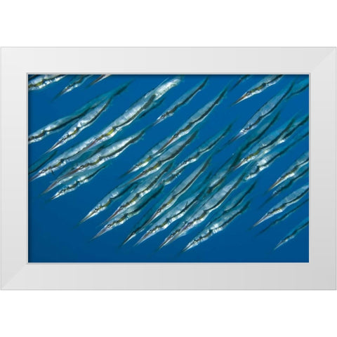 Indonesia, Sulawesi Isl, Manado Pipefish White Modern Wood Framed Art Print by Shimlock, Jones