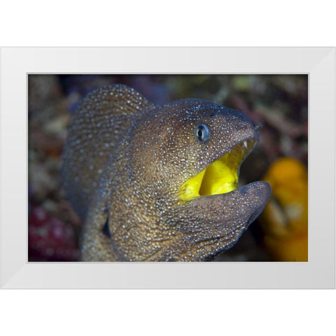 Indonesia, Reta Island A moray eels head White Modern Wood Framed Art Print by Shimlock, Jones