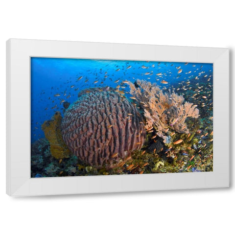 Indonesia, Pantar Island White Modern Wood Framed Art Print by Shimlock, Jones