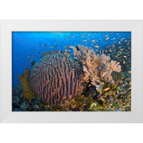 Indonesia, Pantar Island White Modern Wood Framed Art Print by Shimlock, Jones