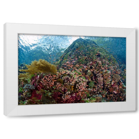 Indonesia, Pantar Island Anthia fish and reef White Modern Wood Framed Art Print by Shimlock, Jones