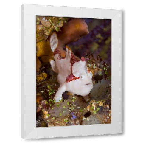 Indonesia, Pantar Island Anglerfish on reef White Modern Wood Framed Art Print by Shimlock, Jones