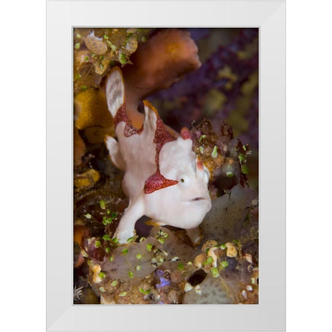 Indonesia, Pantar Island Anglerfish on reef White Modern Wood Framed Art Print by Shimlock, Jones