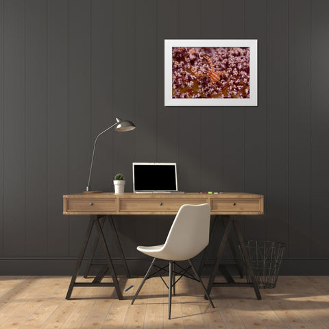 Indonesia, Pantar Island  Small crab on coral White Modern Wood Framed Art Print by Shimlock, Jones