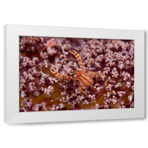 Indonesia, Pantar Island  Small crab on coral White Modern Wood Framed Art Print by Shimlock, Jones