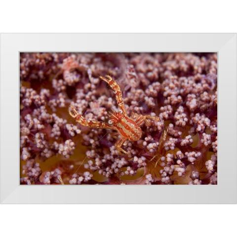Indonesia, Pantar Island  Small crab on coral White Modern Wood Framed Art Print by Shimlock, Jones