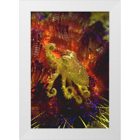 Indonesia, Pantar Island Small yellow octopus White Modern Wood Framed Art Print by Shimlock, Jones